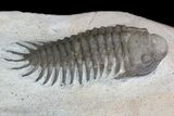 Four Trilobite Species In Association - Jorf, Morocco #138935-4